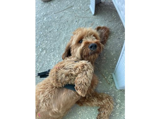 11 aylık TOY POODLE - ERKEK 