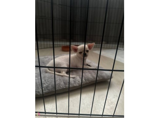 Minik Nikki yeni ailesini ariyor