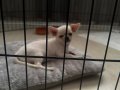 Minik Nikki yeni ailesini ariyor