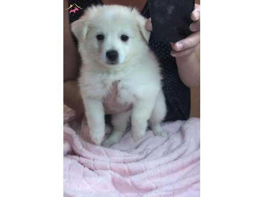 Hoşgeldin Spitz Bebek