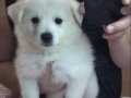 Hoşgeldin Spitz Bebek