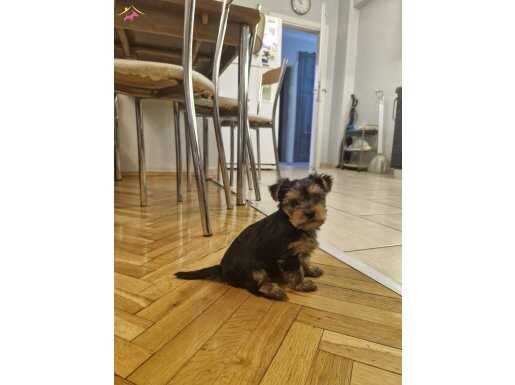 2 AYLIK MINI  YORKSHIRE TERRIER 