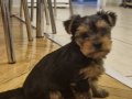 2 AYLIK MINI  YORKSHIRE TERRIER 