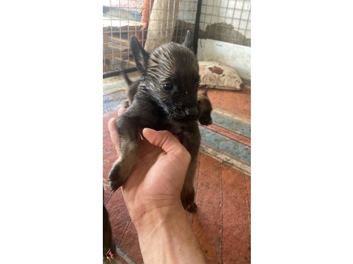 33 günlük Belçika Malinois Aydın 