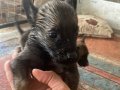 33 günlük Belçika Malinois Aydın 