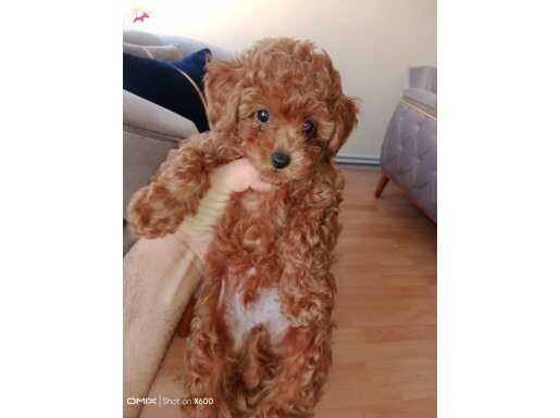 Seker kupu toypoodle bebekler