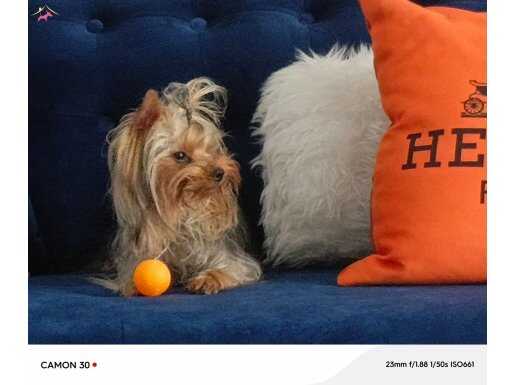 Secereli Yorkshire Terrier Yavrularımız