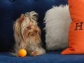 Secereli Yorkshire Terrier Yavrularımız
