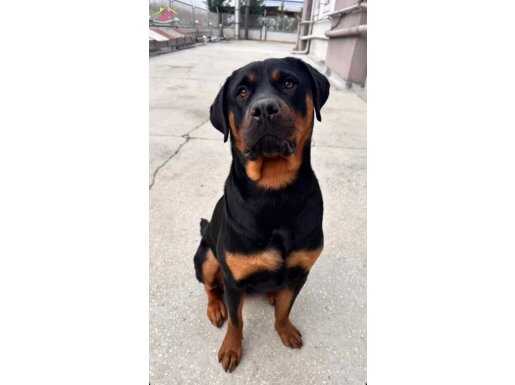 3 Yaşında Pasaportlu Çipli Dişi Rottweiler - MAMA KARŞILIĞI