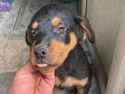 SON 1 ADET CÜSSELİ DİŞİ YAVRU