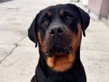 3 Yaşında Pasaportlu Çipli Dişi Rottweiler - MAMA KARŞILIĞI