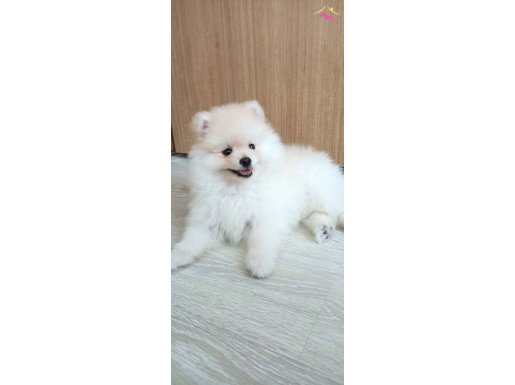 2 Aylık sevimli Pomerian Boo 