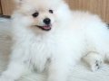 2 Aylık sevimli Pomerian Boo 