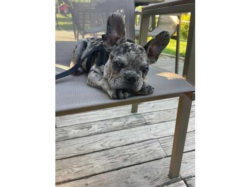 Erkek Frenchbulldog Merle Yavru 