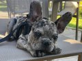 3 aylık erke frenchbulldog Merle yavrumuz 