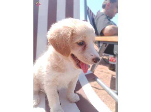 Golden retriever veya kırma tam bilmiyorum