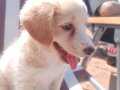 Golden retriever veya kırma tam bilmiyorum