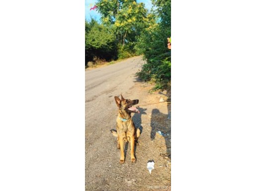 Belçika kurdu malinois