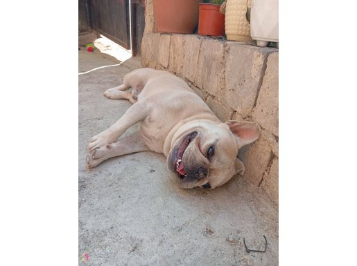 Erkek french bulldog 2 yaşlarında çok sevimli sadık bir ırk.