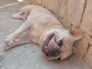 Erkek french bulldog 2 yaşlarında çok sevimli sadık bir ırk.
