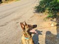 Belçika kurdu malinois
