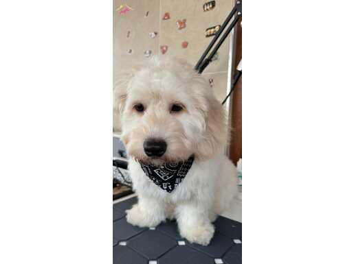 7 aylık aşıları tam çipli