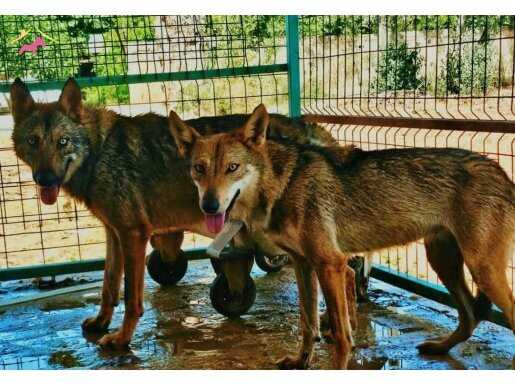 Yüksek İçerik 2 Yaşında Wolfdog Çift 