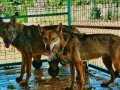 Yüksek İçerik 2 Yaşında Wolfdog Çift 