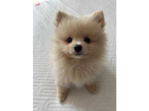 Yavru pomeranian 