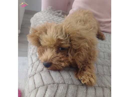 Dişi toy poodle 