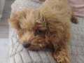Dişi toy poodle 