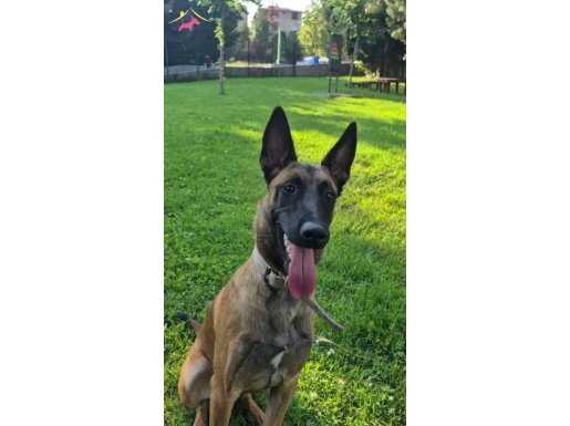 Eğitimli köpeğim detaylı bilgi için yazabilirsiniz 