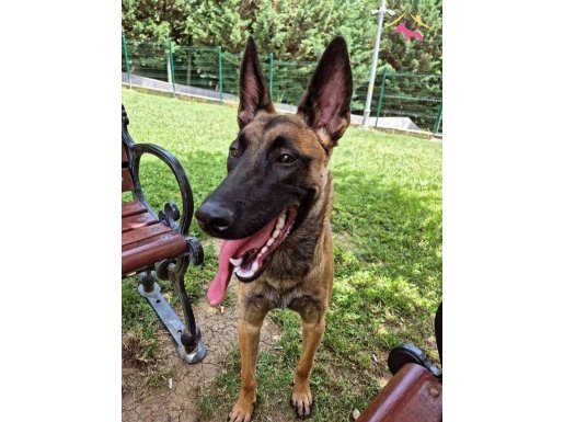 Eğitimli köpeğim badigart eğitimi var saldırı konusunda iyi