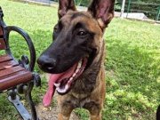 Eğitimli köpeğim badigart eğitimi var saldırı konusunda iyi