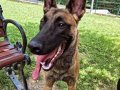 Eğitimli köpeğim badigart eğitimi var saldırı konusunda iyi