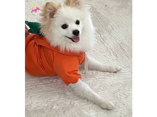 Oglumuz 8 aylık tüm eğitimi olan bir yavrudur