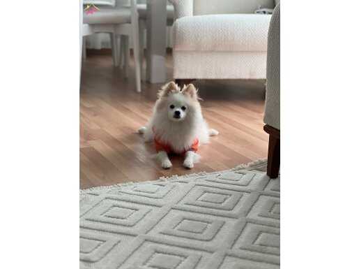 Yavruma benim kadar güzel bakıcak aile arıyorum 