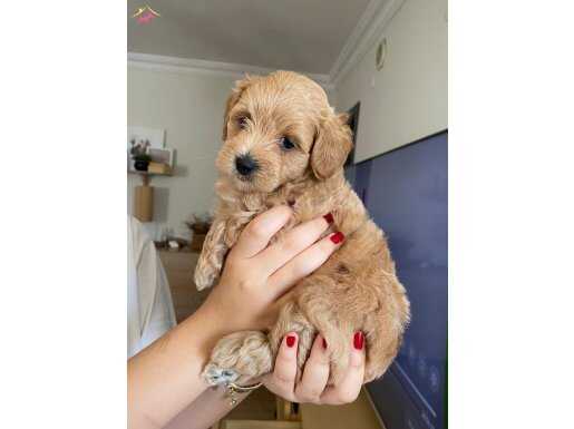 İnsan canlısı yavru maltipoo 1 dişi 1 erkek 