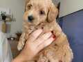 İnsan canlısı yavru maltipoo 1 dişi 1 erkek 