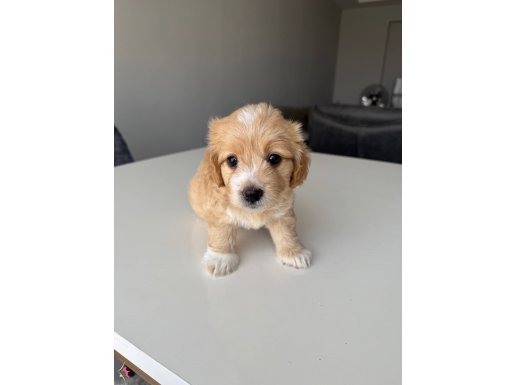 Maltese terrier 
