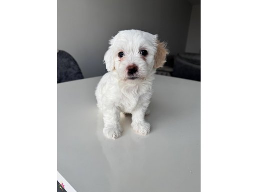 Maltese Terrier yavrular