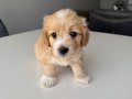 Maltese terrier 