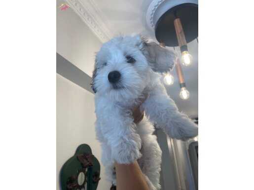 3 Aylık Maltipoo 