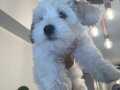 3 Aylık Maltipoo 