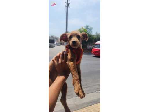Satlik tüyleri kesilmis maltipoo