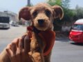 Satlik tüyleri kesilmis maltipoo