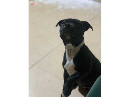 A SECERELİ SAFKAN İNGİLİZ STAFF DİŞİ