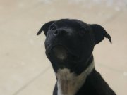 A SECERELİ SAFKAN İNGİLİZ STAFF DİŞİ