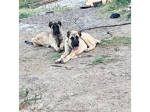Orjinal kangal Anadolu çoban köpeği karışımı