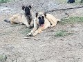 Orjinal kangal Anadolu çoban köpeği karışımı